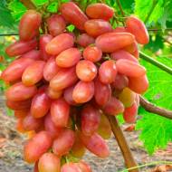 Саджанець Виноград Преображення в контейнері